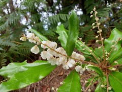 Clethra arborea