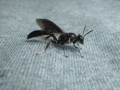 Trypoxylon lactitarse