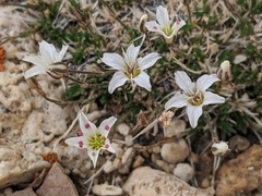 Eremogone kingii compacta