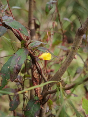 Hibbertia dentata