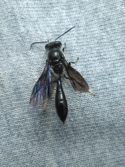 Trypoxylon lactitarse