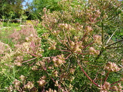 Cachrys libanotis