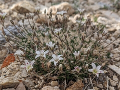 Eremogone kingii compacta