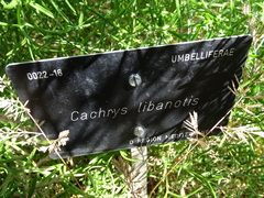 Cachrys libanotis
