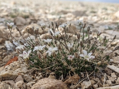 Eremogone kingii compacta