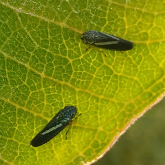 Graphocephala lugubris