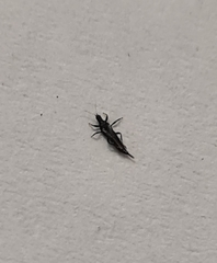 Klambothrips myopori
