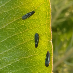 Graphocephala lugubris