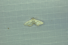 Parapoynx badiusalis