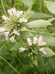 Pycnanthemum setosum