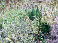 Furcraea andina