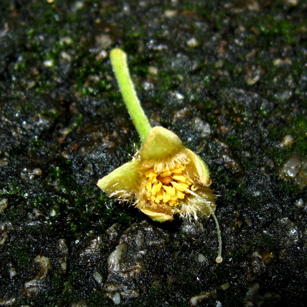 Gonystylus
