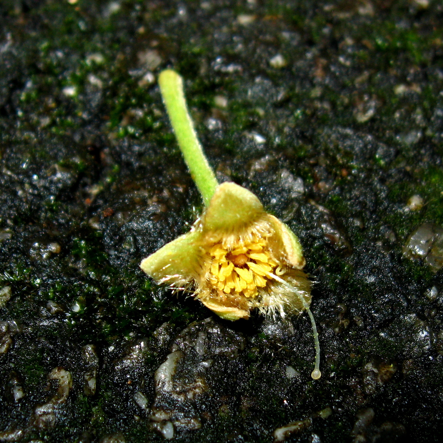 Gonystylus