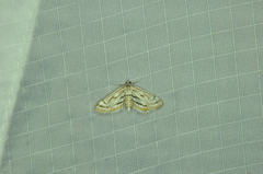 Parapoynx badiusalis