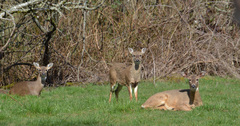 Odocoileus virginianus leucurus