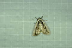 Sympistis badistriga