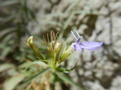 Palmerella debilis serrata