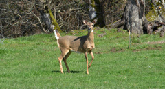 Odocoileus virginianus leucurus