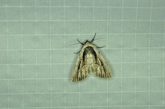 Sympistis badistriga