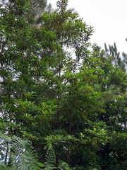Clethra arborea