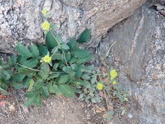 Eriogonum flavum