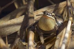 Pseudacris triseriata