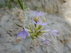 Palmerella debilis serrata