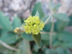 Eriogonum flavum
