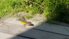 Eutropis multifasciata