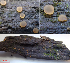 Orbilia luteorubella