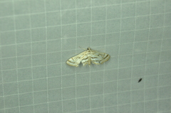 Parapoynx badiusalis