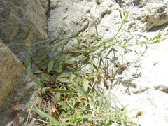 Palmerella debilis serrata