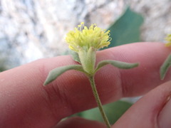 Eriogonum flavum