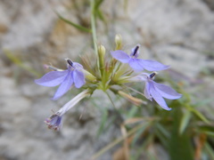 Palmerella debilis serrata