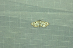 Parapoynx badiusalis