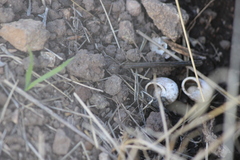 Micrarionta rufocincta