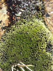 Gemmabryum