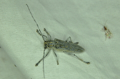 Saperda calcarata