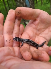 Plethodon kiamichi