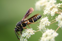 Paranthrene tabaniformis