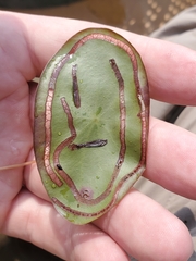 Polypedilum braseniae