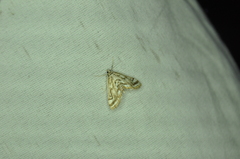 Parapoynx badiusalis