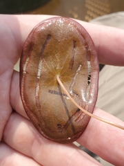 Polypedilum braseniae