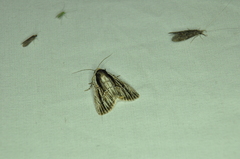 Sympistis badistriga