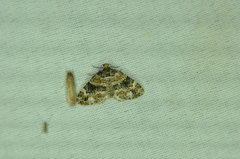 Dysstroma hersiliata