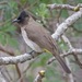 Common Bulbul - Photo (c) Lip Kee, some rights reserved (CC BY-SA)