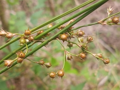 Juncus coriaceus