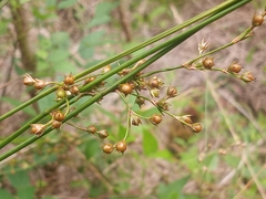 Juncus coriaceus