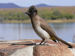 Common Bulbul photo 3