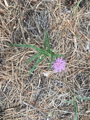 Cirsium wheeleri